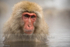 Japanese Macaque in Onsen