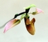 Orchid Paphiopedilum