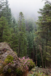 Forest Heather