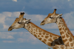 Double Giraffe