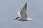 Close fly-past of Common Tern at Farmoor