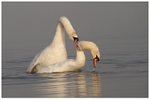 3 Mute Swan Courtship