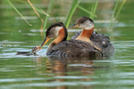 Red-necked Grebe chick feeds from adult, Minnesota, USA