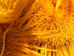 P61804430837
