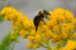 Bumble Bee on Tansy
