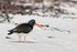 Magellanic Oystercatcher standing on beach, Carcass Island, Falklands