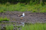 Baltic Gull
