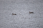 Red-throated Divers