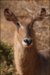 Waterbuck portrait
