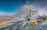 z3727 Crisp Winter Ice, Ventnor Down