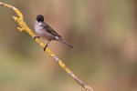 Eurasian Blackcap (male) perched, Claret, Spain