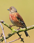 Linnet (male) perched on a branch near the cattle pens at Otmoor