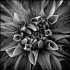 DAHLIA