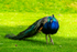 Peacock - DSC_8119