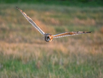 November 2023 - Short-eared Owl