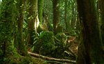 Puzzle wood, Forest of Dean