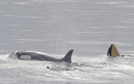 Female Orca and baby