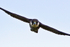 Close-up of Hobby in flight at Otmoor RSPB