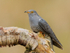 Cuckoo (male) portrait, Scotland