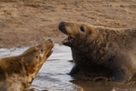 Grey Seals