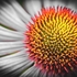 GL-07-Cornflower in Close-up