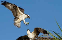 Osprey_0014