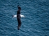 Black-browed Albatross