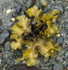 Sea weed