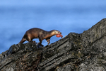 Marine Otter running with food, Chanaral Island, Chile