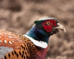 Gamebirds portfolio