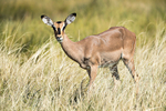 Black-faced Impala  (f)