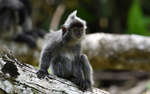 Silver leaf monkeys