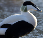 EIDER