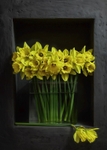 Daffodils