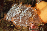 Tritonia hombergi