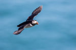 Puffin