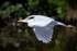 heron-in-flight