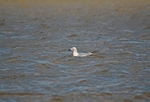 Slender-billed Gull