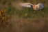 BARN OWL 2025 3
