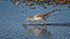 Greenshank (Tringa nebularia) feeding
