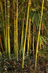 Bamboo2-1595_3_4 HDR