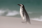 Magellanic Penguin walking, Leopard Beach, Carcass Island, Falklands