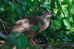 Hildebrandt's Francolin portfolio