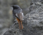 Black Redstart