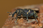 Pine Weevil Portrait
