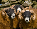 3 Rams