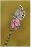 Silver Studded Blue on Heather