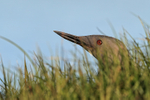 Red-throated Diver portfolio