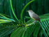 Southern House Wren singing, Osa Peninsula, Costa Rica