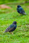 Starling Sturnus vulgaris-5250
